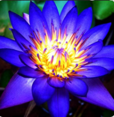 The Blue Lotus Apothecary